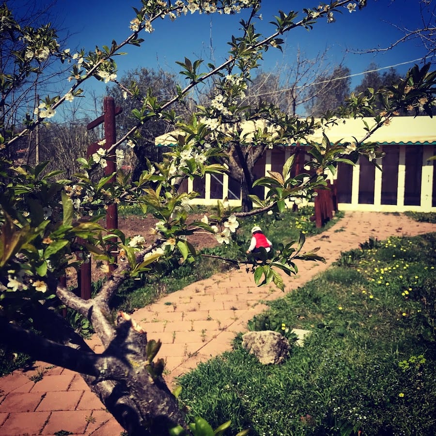 MASSERIA CAPORELLI B&B azienda agricola