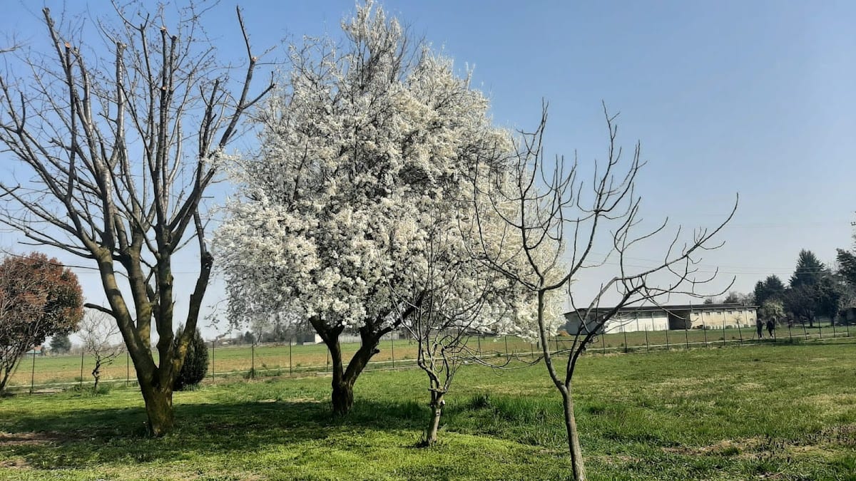 Agriturismo le Giuggiole