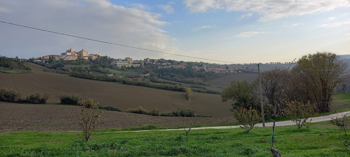 La vite sul tetto