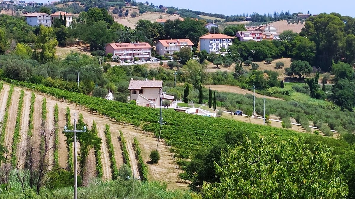 B&B Spineola