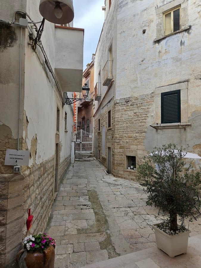 Il cortile degli ulivi