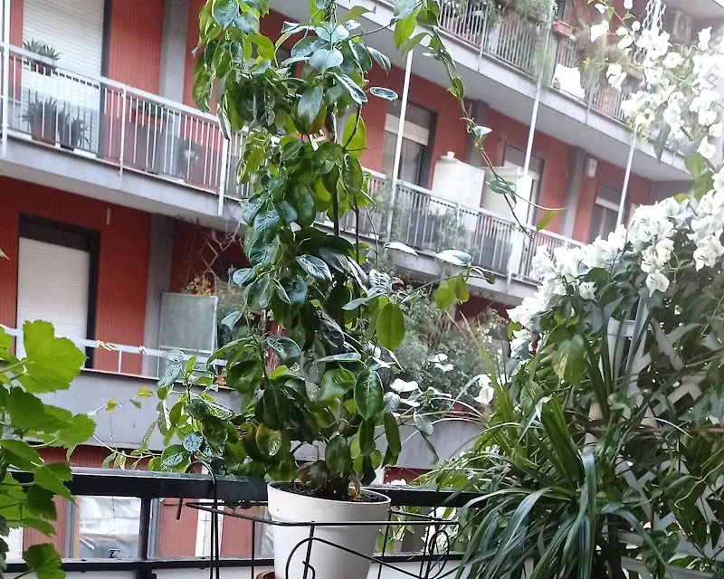 CasaRA
