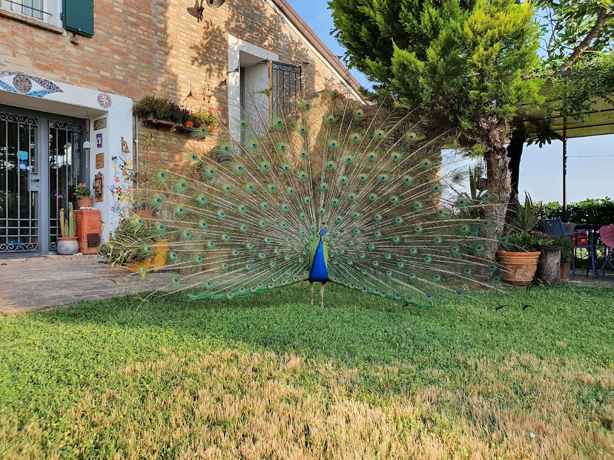 la cana dolce