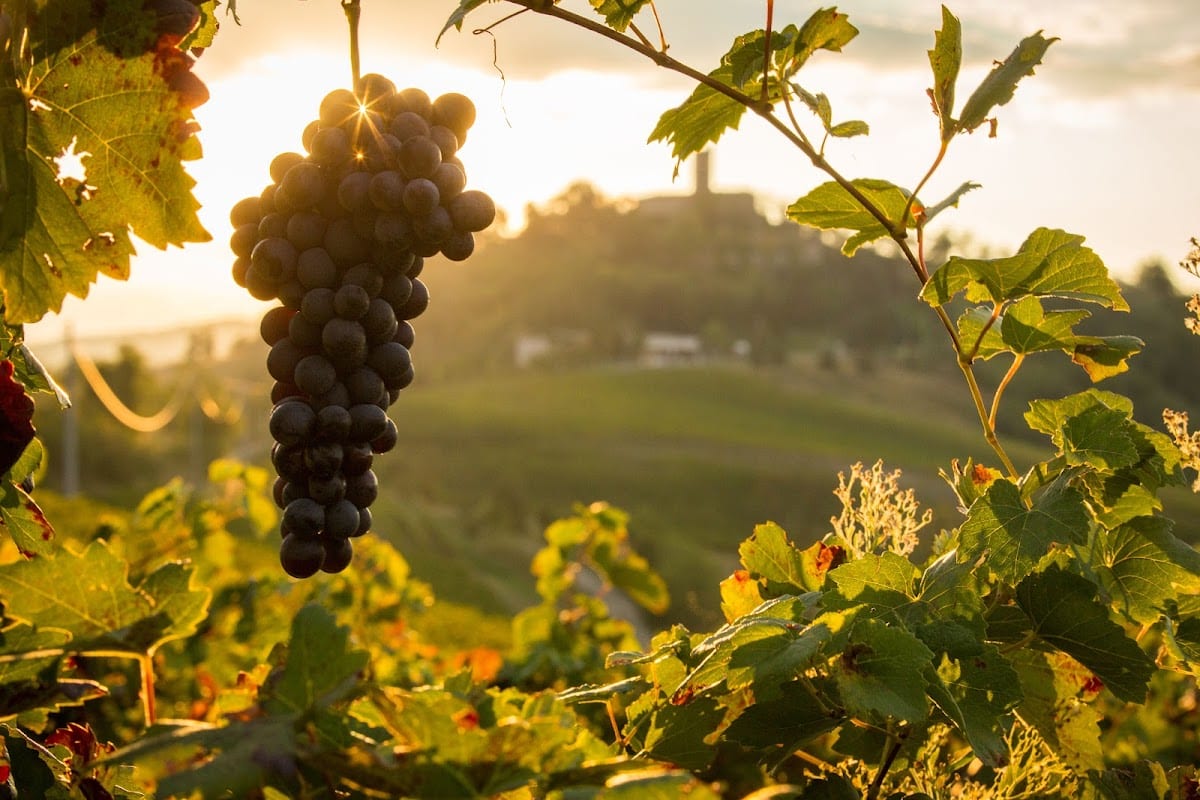 Castello di Stefanago Organic Winery