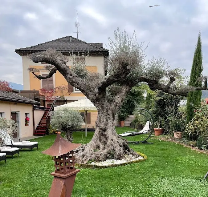 Hotel Traube
