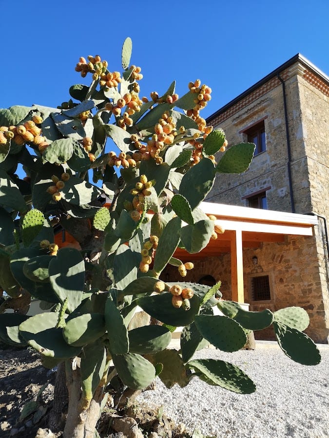Tenuta Barbato Azienda Agricola Aria del Campo