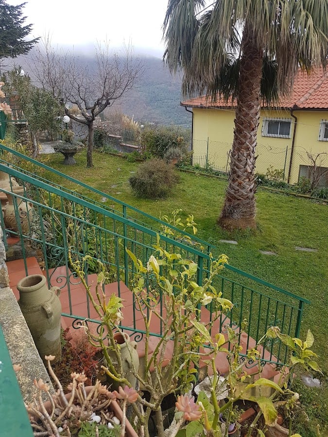 L'ULIVO di SEMPRE