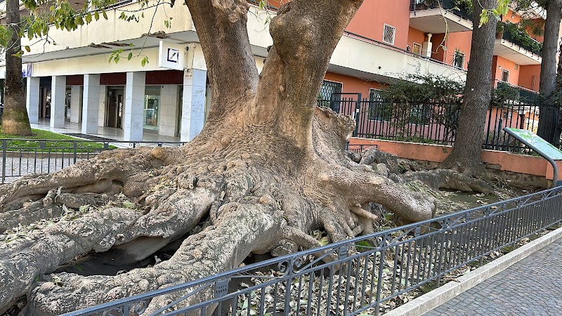 Sorrento Belvedere B&B